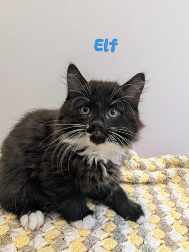 Elf