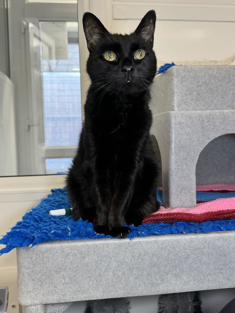 Find a cat near you Adopt a cat Cats Protection