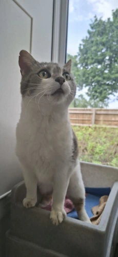 Thomas