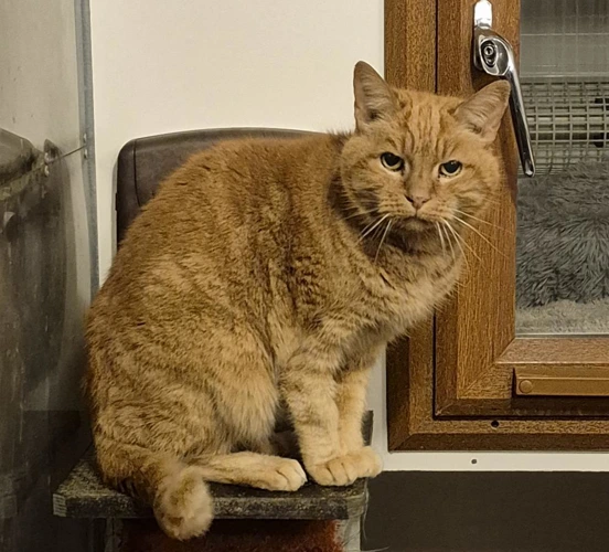 Tigger