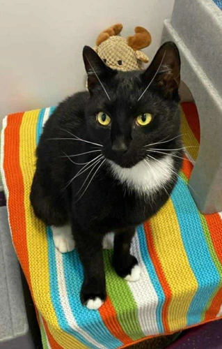 Pete