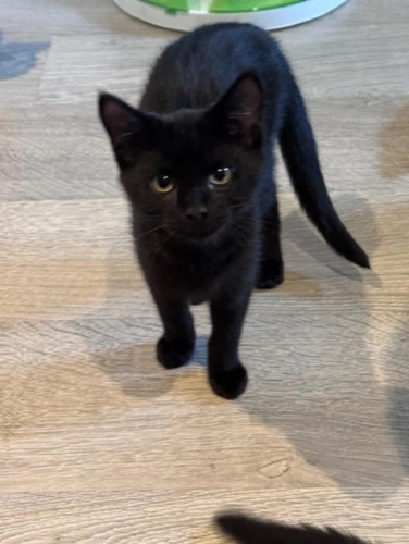 Sir kitten
