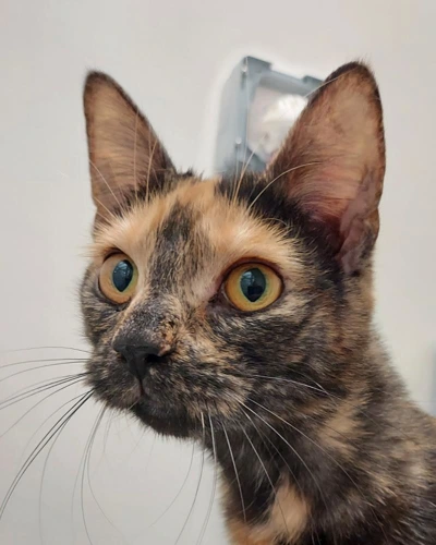 Lyla 1y female