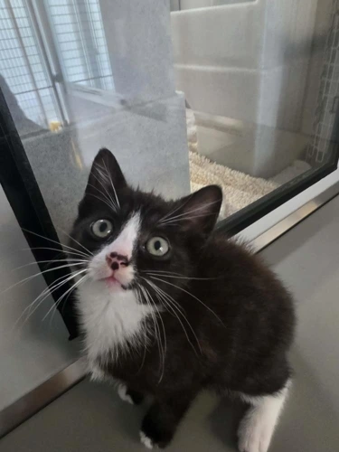 Mischief