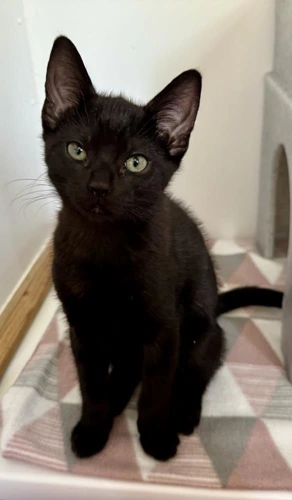 Odin