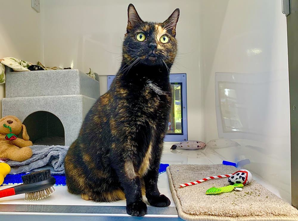 Find a cat near you Adopt a cat Cats Protection