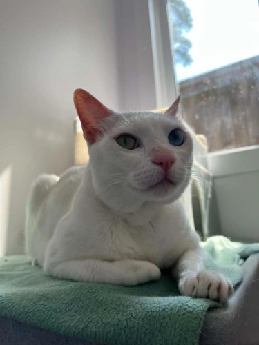 Bowie