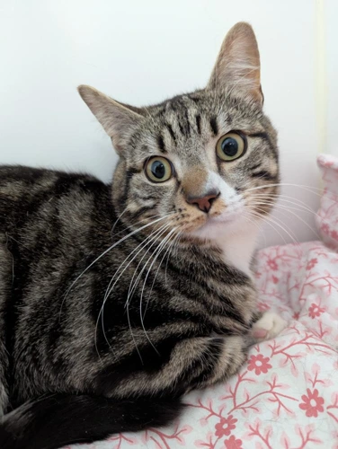 White Nose