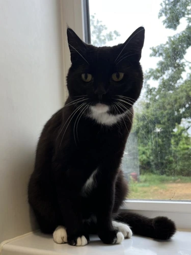 Pippa