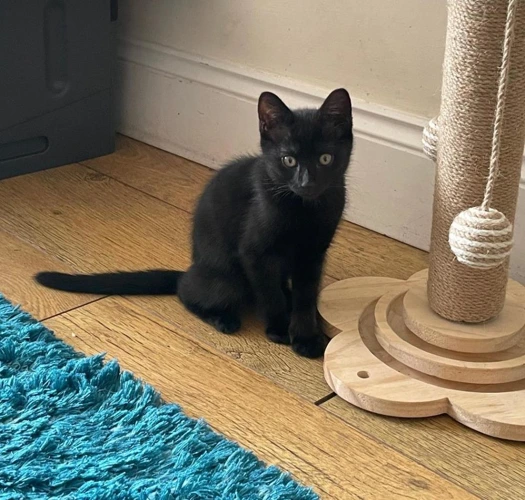 Dori kitten