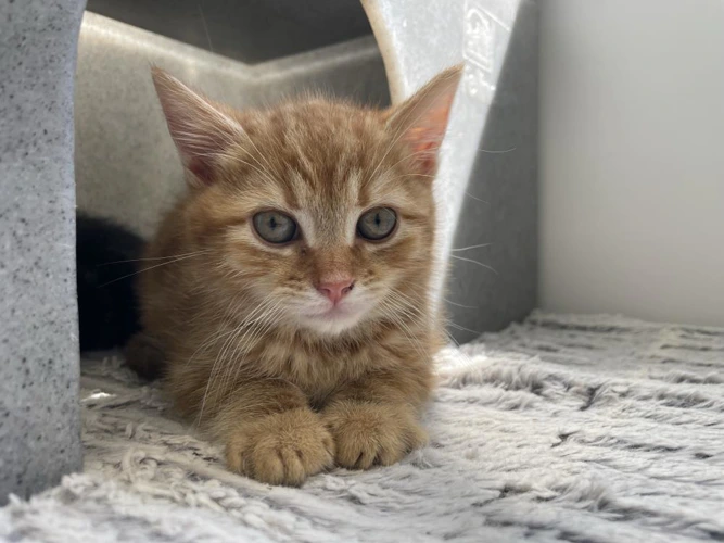 Kiki kit 1