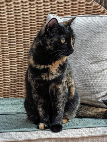 Lucille