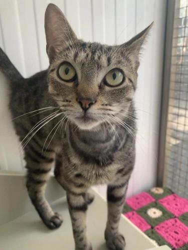 Nala