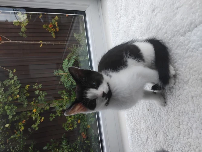 Pip