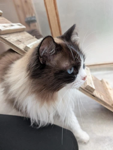 Oscar