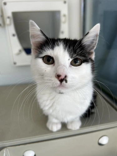 Calico