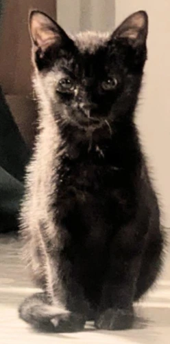 Nyx