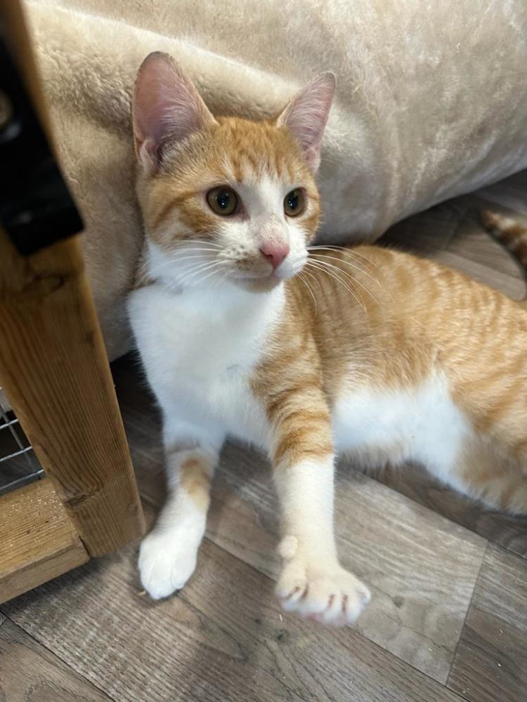 Find a cat near you Adopt a cat Cats Protection