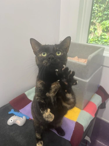 Coco