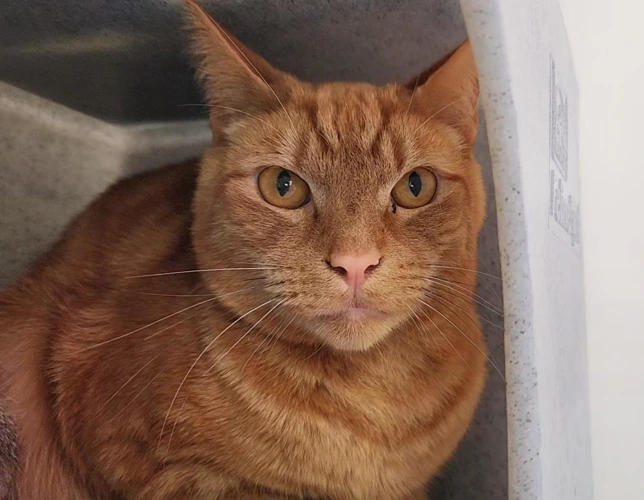 Ginge