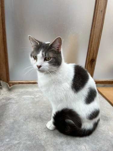 Banjo