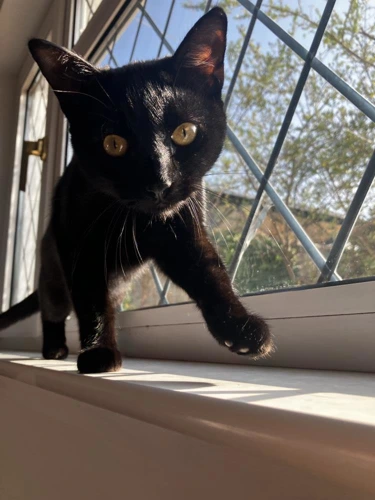 Xena