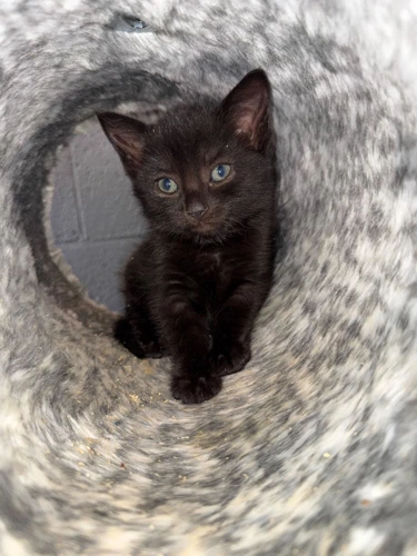 Simon