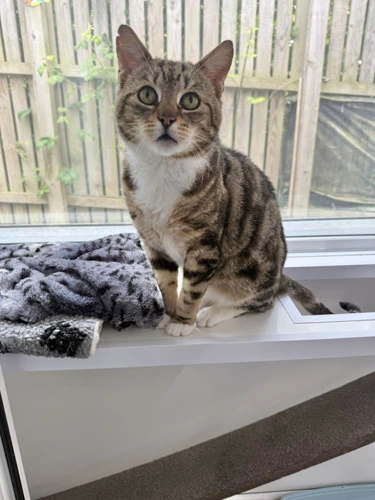 Frankie