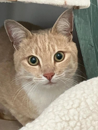 Benny
