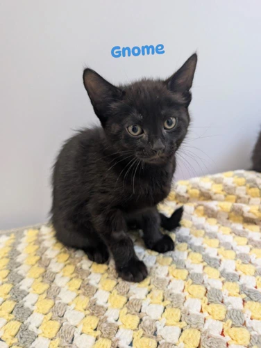 Gnome