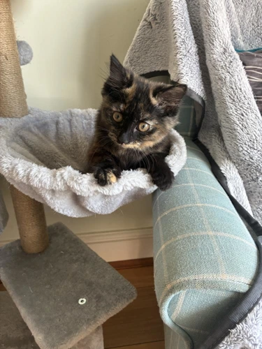 Mya