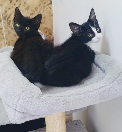Kyle and Kiki