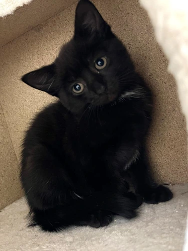 Adelaide 13 week old female