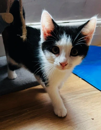 Bertie