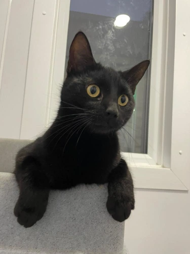Loki