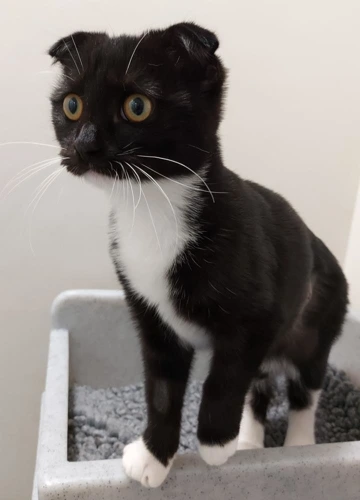 Cici