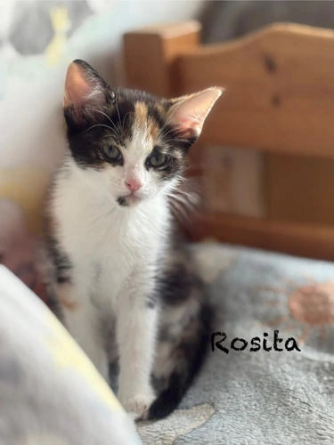 Kitten  Rosita
