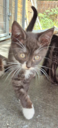 Kitten JJ