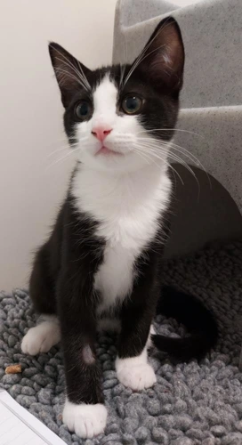 Lewis 12w male kitten