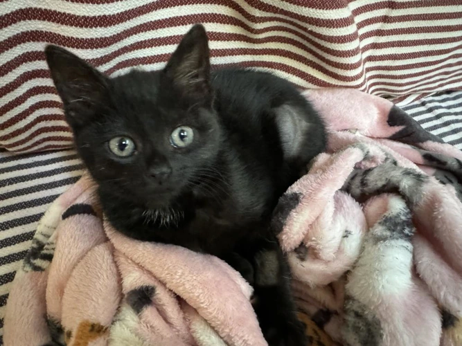 Mimi
