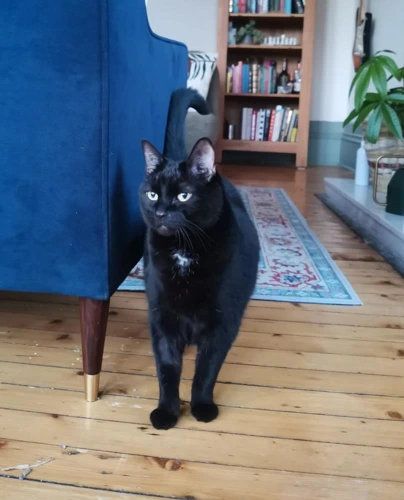 Cleo