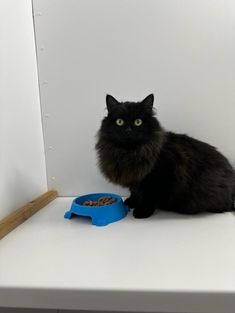 Find a cat near you Adopt a cat Cats Protection