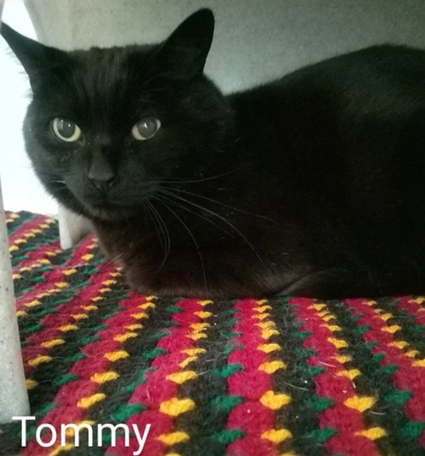 Tommy