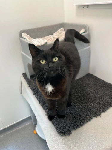 Ella