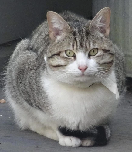 Pepper