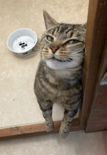 BERTIE