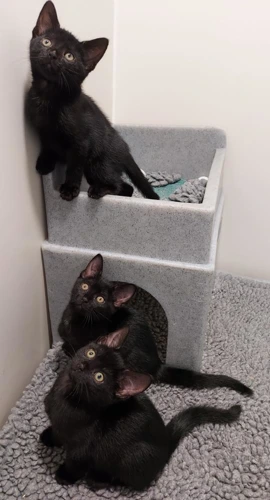 Roca Union 11wk male kitten