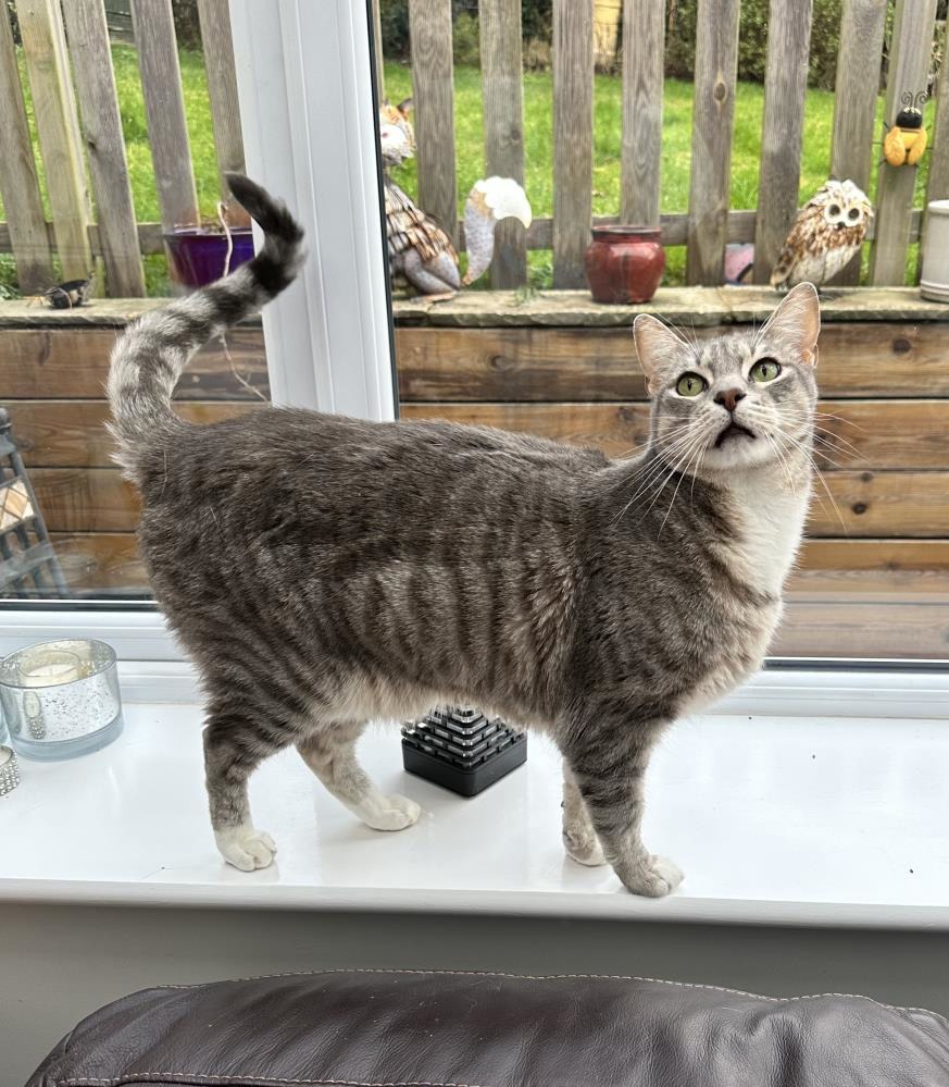 Find a cat near you Adopt a cat Cats Protection