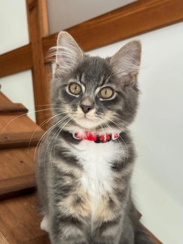 Max