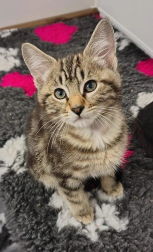 Tibbs